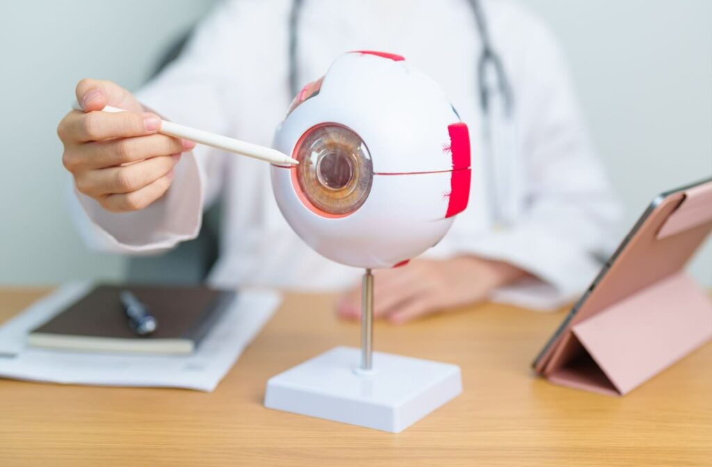 Optometrist’s arm pointing to an anatomical eye model while discussing macular degeneration.